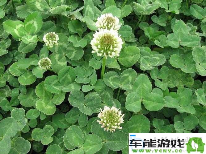 三叶草-gw9355：展现独特魅力与美丽的植物新选