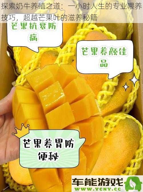 探寻奶牛繁养的奥秘：一小时心法与喂养技巧，超越芒果叶的营养法则